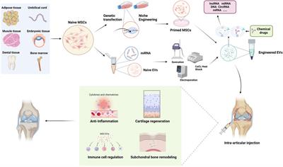 Exosomes derived from MSC as drug system in osteoarthritis therapy